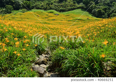 台灣蓮花蓮花金針花Aka Keyama台灣橙色黃花菜勿忘我 40669251
