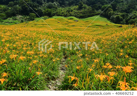 台灣蓮花蓮花金針花Aka Keyama台灣橙色黃花菜勿忘我 40669252