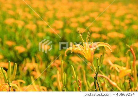 台灣蓮花蓮花金針花Aka Keyama台灣橙色黃花菜勿忘我 40669254