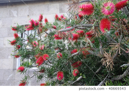 Brush cockroach 40669343