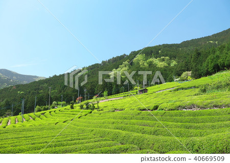 在天空Kamiga流岐阜的茶園 40669509