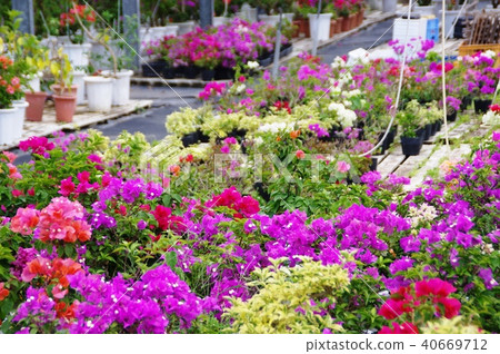 Bougainvillea 40669712