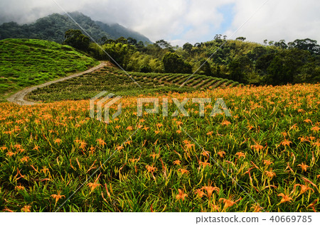 台灣蓮花蓮花金針花Aka Keyama台灣橙色黃花菜勿忘我 40669785