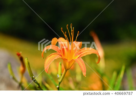 台灣蓮花蓮花金針花Aka Keyama台灣橙色黃花菜勿忘我 台灣蓮花蓮花金針花Aka Keyama台灣橙色黃花菜勿忘我 40669787