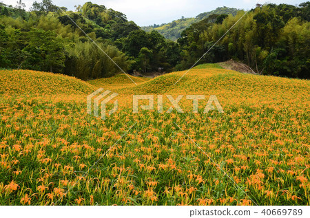 台灣蓮花蓮花金針花Aka Keyama台灣橙色黃花菜勿忘我 40669789