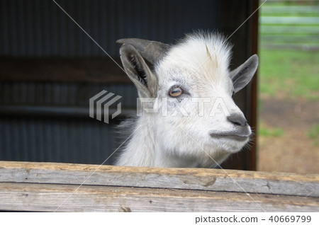 Baby goat white 40669799