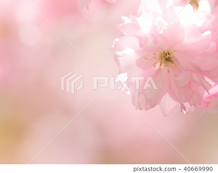 Cherry Blossoms	 40669990