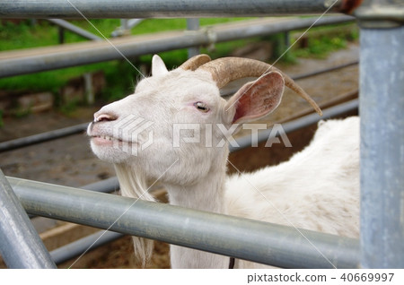 Hakusan sheep 40669997