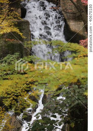 Waterfall and Maple Waterfall and Maple 40670180
