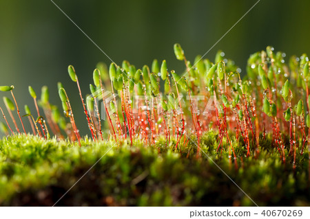 Yellow caterpillar look from behind grass blade 40670269