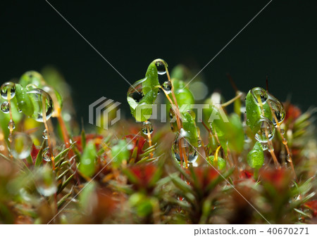Yellow caterpillar look from behind grass blade 40670271