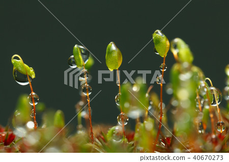 Yellow caterpillar look from behind grass blade 40670273