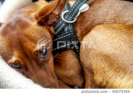 Miniature pinscher dog sleeping in his basket 40670369