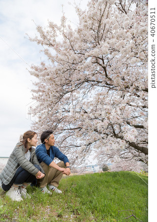 A cherry blossom viewing cherry blossoms 40670511