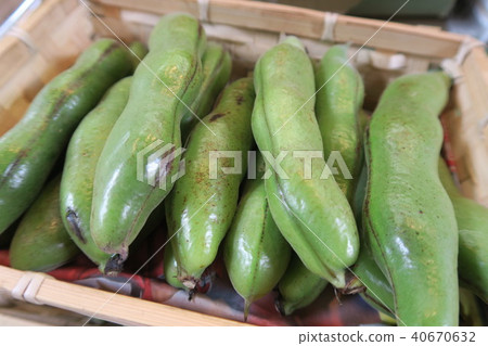 蠶豆 蠶豆 40670632