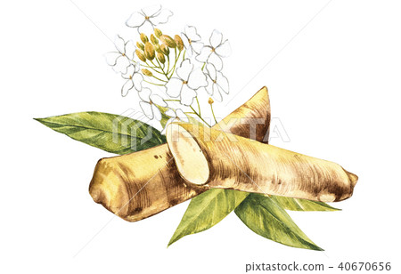Watercolor horseradish sketch. Botanical illustration of organic, eco plant. Isolated on white 40670656