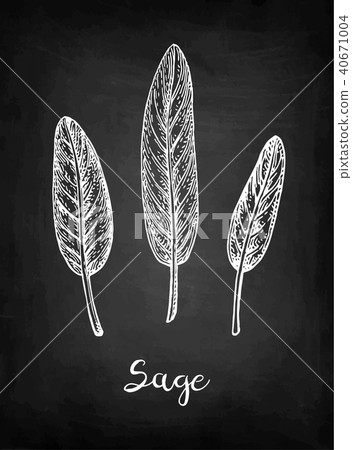Sage chalk sketch. 40671004