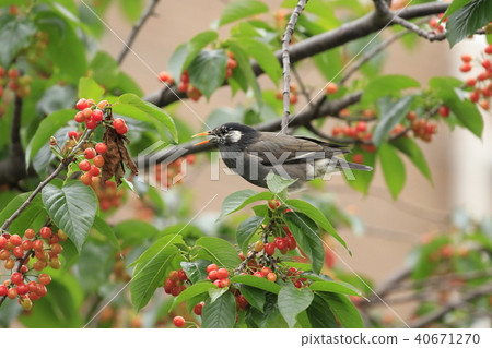 椋鳥吃櫻桃 椋鳥吃櫻桃 40671270