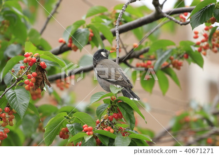 椋鳥吃櫻桃 椋鳥吃櫻桃 40671271