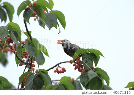 椋鳥吃櫻桃 40671315