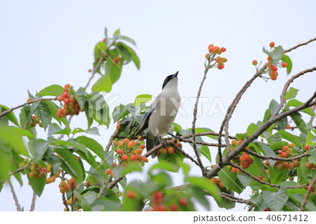 在櫻桃樹上的喜鵲 40671412