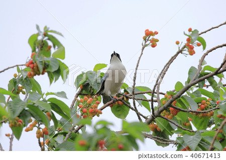 在櫻桃樹上的喜鵲 40671413