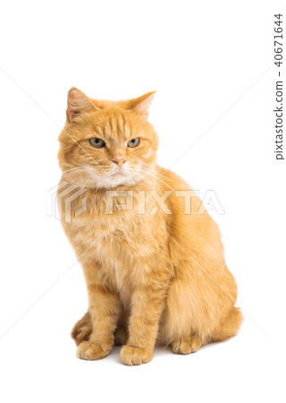 red cat isolated red cat isolated 40671644