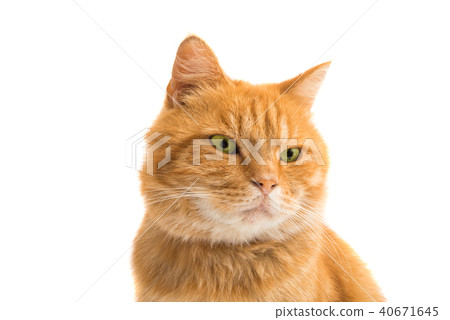 red cat isolated 40671645