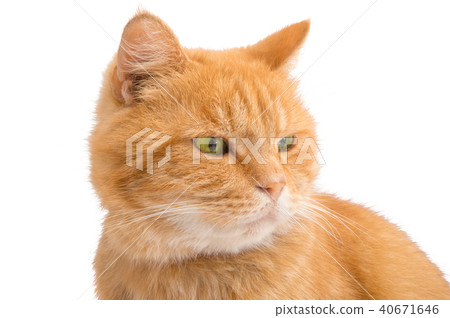 red cat isolated 40671646