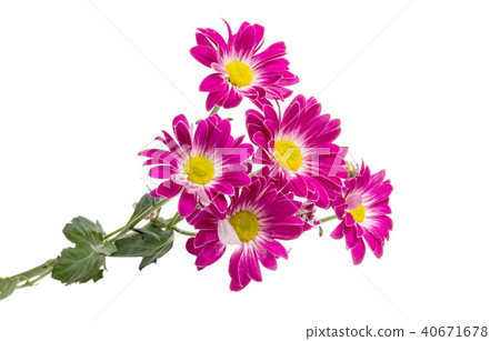 crimson chrysanthemum isolated crimson chrysanthemum isolated 40671678