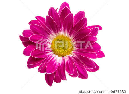 crimson chrysanthemum isolated 40671680