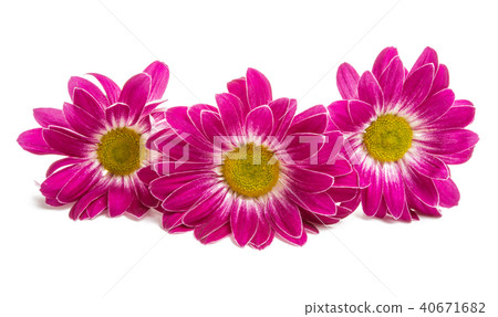 crimson chrysanthemum isolated 40671682