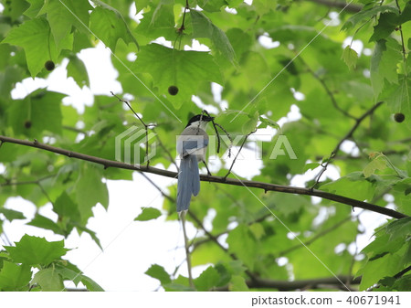 Naga with branch of nesting 40671941