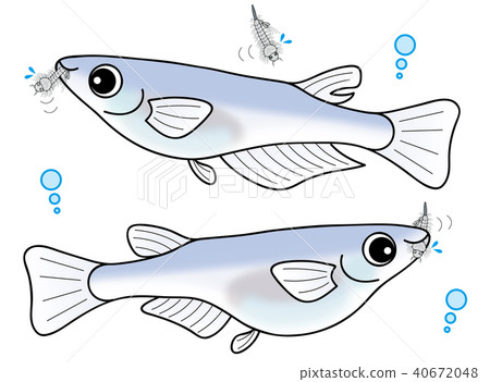 Big male and female bow hula small set to eat bow hula 40672048