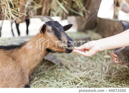 Close up young goat eating dry straw in farm Close up young goat eating dry straw in farm 40672088