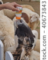 Sheep Drink milk 40673843