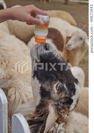 Sheep Drink milk 40673843