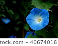 Morning Glory Flower 40674016