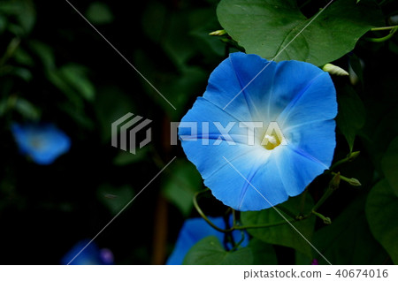 Morning Glory Flower 40674016