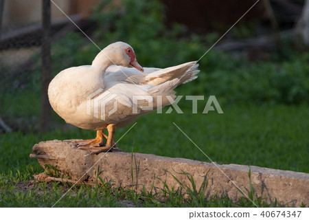 White duck sitting alone White duck sitting alone 40674347