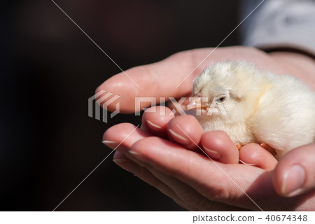 Close up two newborn yellow chicken on the hand 40674348