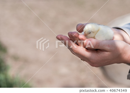 Close up two newborn yellow chicken on the hand Close up two newborn yellow chicken on the hand 40674349