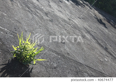 散步的風景 40674477