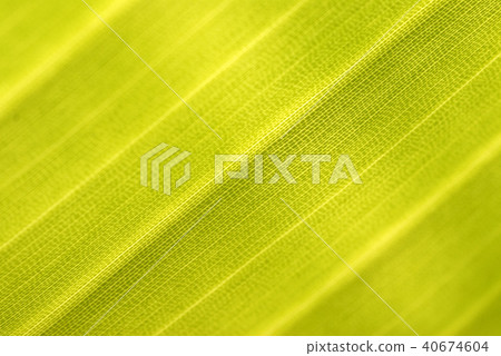 植物的葉子 40674604