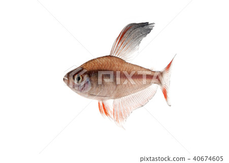 Rosy Tetra 40674605