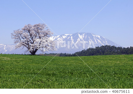 Koiwai Farm Iwakiyama Sakura一個櫻花 Koiwai Farm Iwakiyama Sakura一個櫻花 40675611