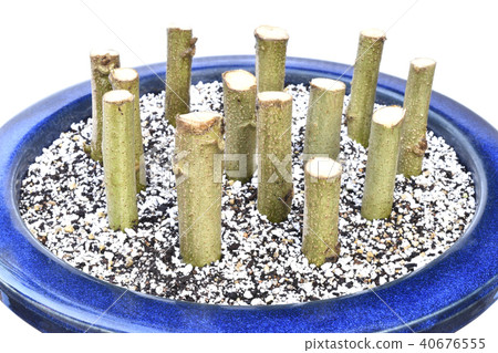 Drunk cuttings (fix shooting) Drunk cuttings (fix shooting) 40676555