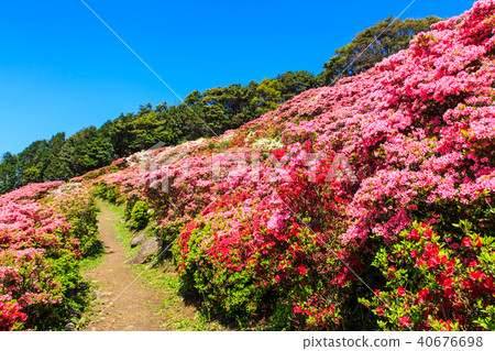 長ak山杜鵑花節[長崎縣佐世保市加賀町町] 40676698