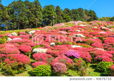 Nagakushiyama Azalea Festival [Kagamachi Town, Sasebo City, Nagasaki Prefecture] 40676710
