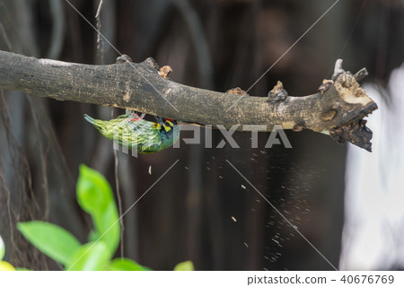 Bird (Coppersmith barbet) on tree in a nature wild 40676769